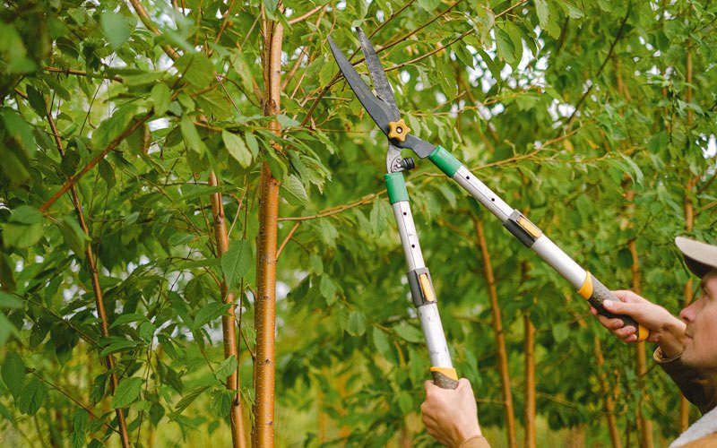 Tree trimming in Snohomish, WA